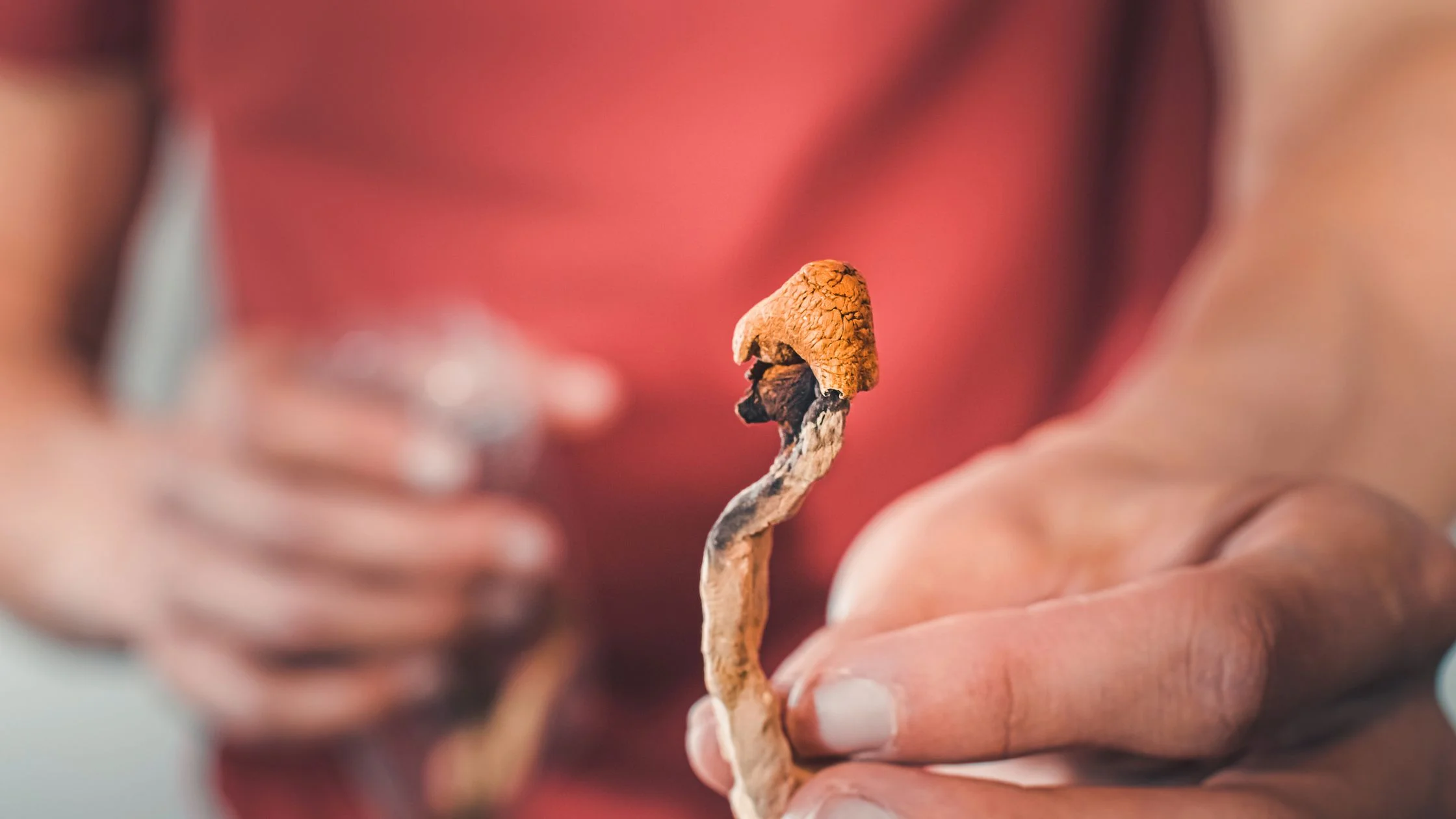 Microdosing Mushrooms: Common Questions Answered
